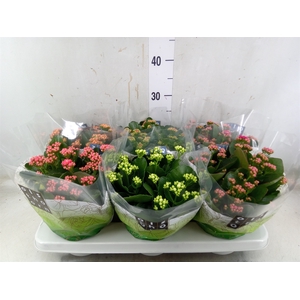 Kalanchoe blos.   ..rosebud mix  5