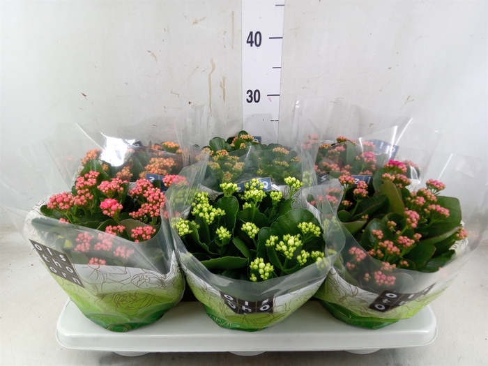 <h4>Kalanchoe blos.   ..rosebud mix  5</h4>