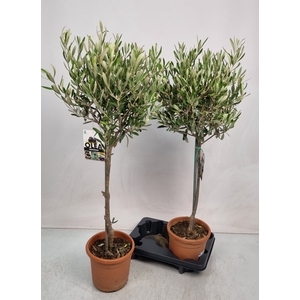 OLEA EUROPAEA