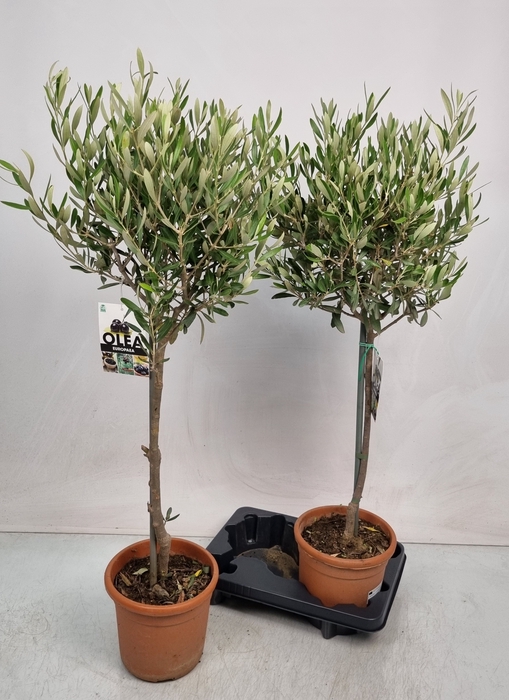 <h4>OLEA EUROPAEA</h4>
