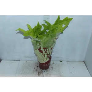 PHILODENDRON SELLOUM GOLD P17