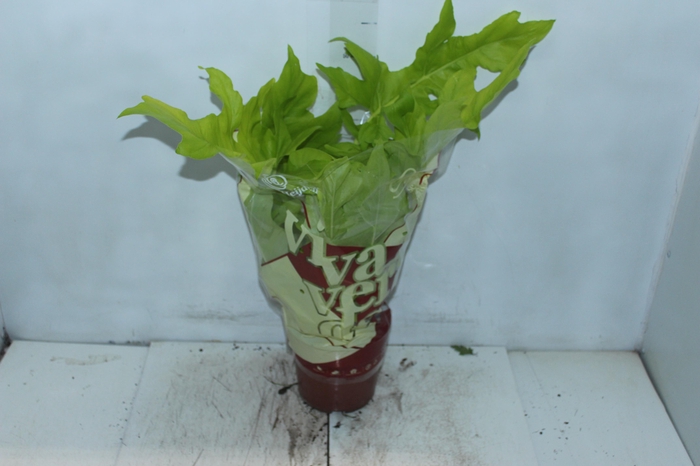 <h4>PHILODENDRON SELLOUM GOLD P17</h4>