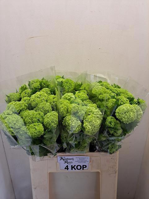 <h4>VIBURNUM ROSEUM ST</h4>