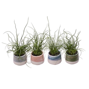 JUNCUS P6 L 703