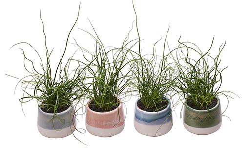 <h4>JUNCUS P6 L 703</h4>