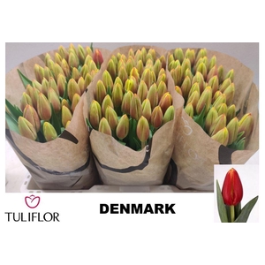 TU EN DENMARK