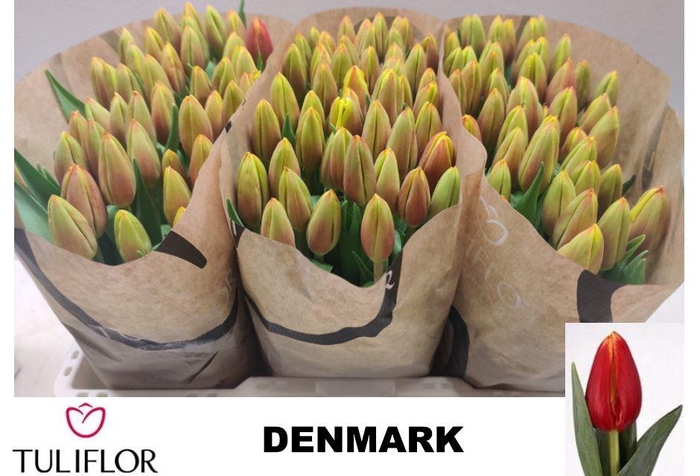 <h4>TU EN DENMARK</h4>