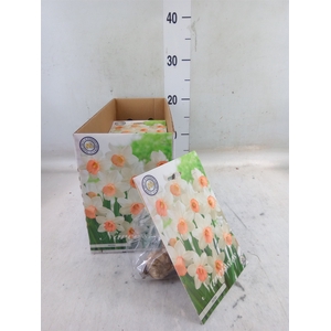 Flowerbulbs, corns or tubers   ...