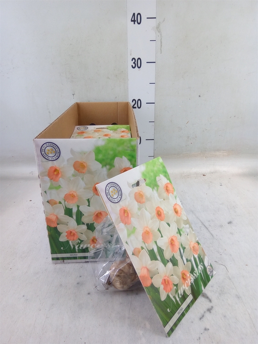 <h4>Flowerbulbs, corns or tubers   ...</h4>