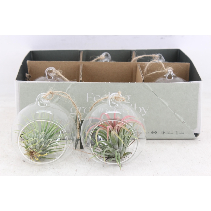 <h4>Arr3 Cp - Mini Glas Bol X6</h4>