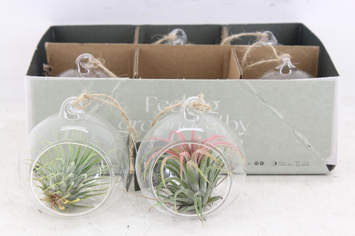 <h4>arr3 CP - Mini glas bol x6</h4>