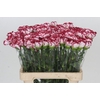 Dianthus St Bacarat