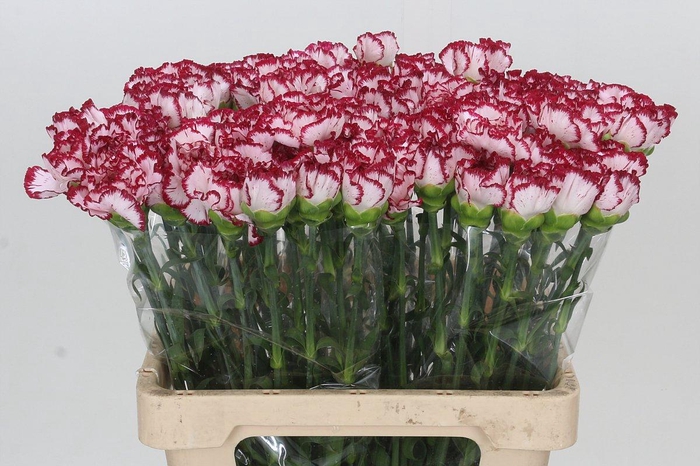 <h4>Dianthus St Bacarat</h4>