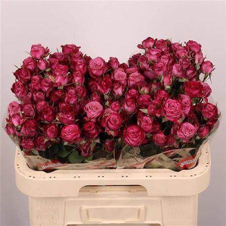 <h4>R Tr Purple Queen</h4>