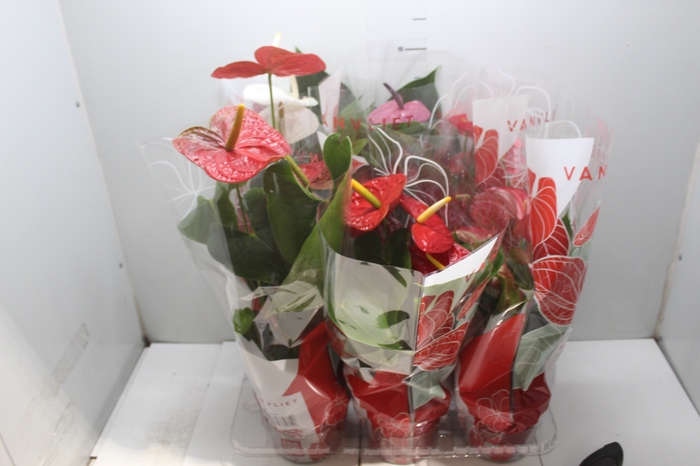 <h4>ANTHURIUM VARIADO P17</h4>