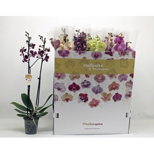PHAL GEM 10 KL
