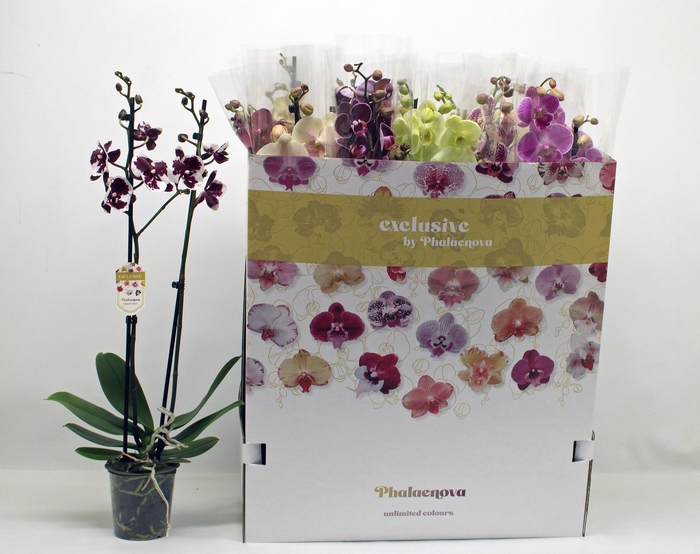 <h4>PHAL GEM 10 KL</h4>