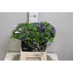 Anem Co Carmel Blue