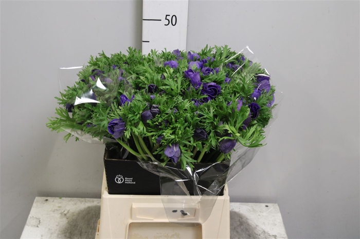 <h4>Anem Co Carmel Blue</h4>