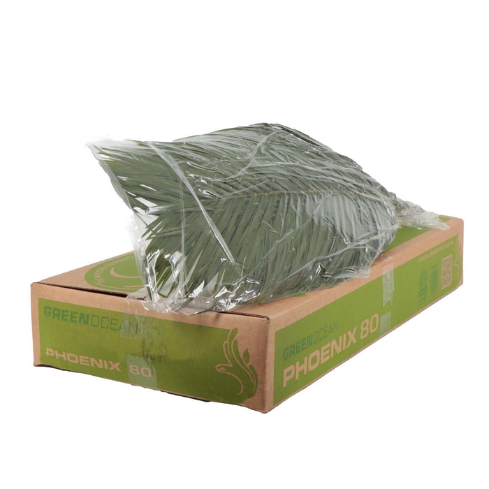 <h4>Roebelinii Vacuum</h4>