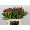 Protea Robijn