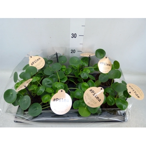 Pilea peperomoides