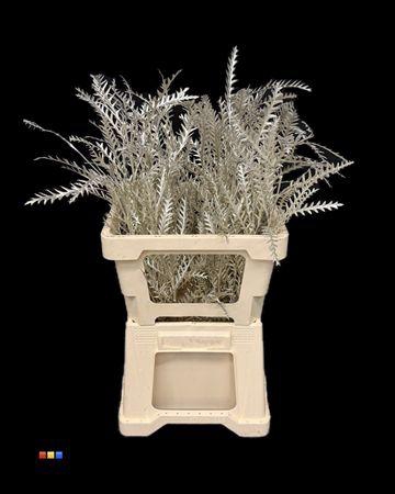 <h4>Grevillea Ivanhoe Platina</h4>