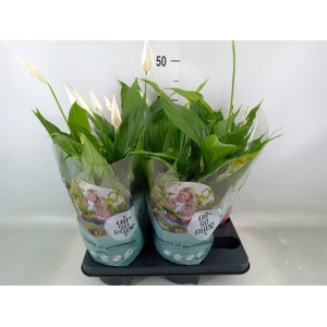 Spathiphyllum  'Pearl Cupido'