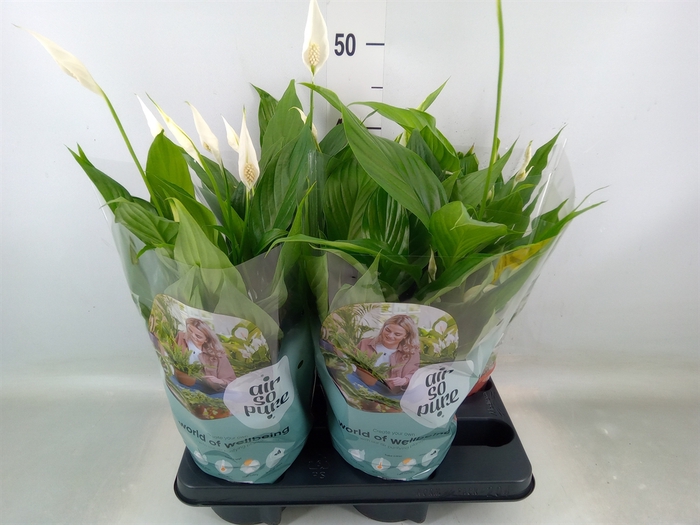<h4>Spathiphyllum  'Pearl Cupido'</h4>