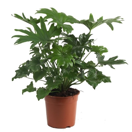 PHILODENDRON BIPINNATIFIDUM P24