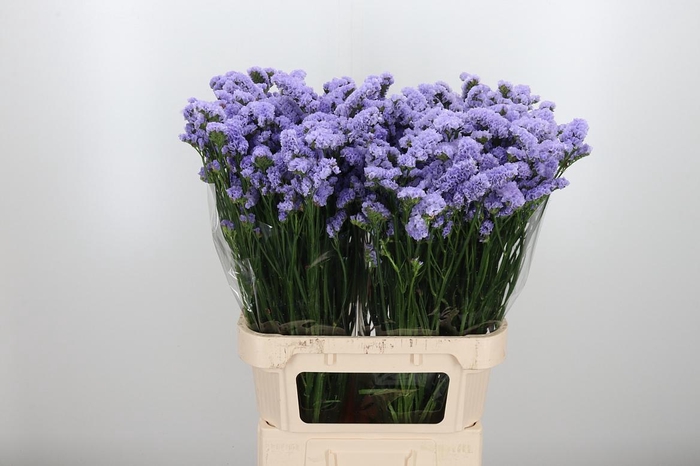 <h4>Limonium St Overig</h4>