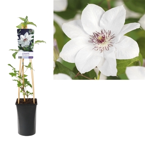 Clematis 'Miss Bateman' +light label