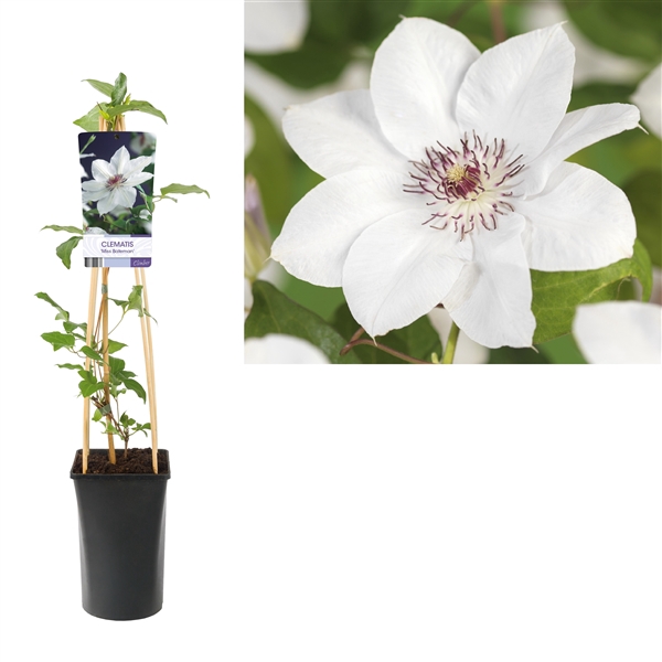 <h4>Clematis 'Miss Bateman' +light label</h4>