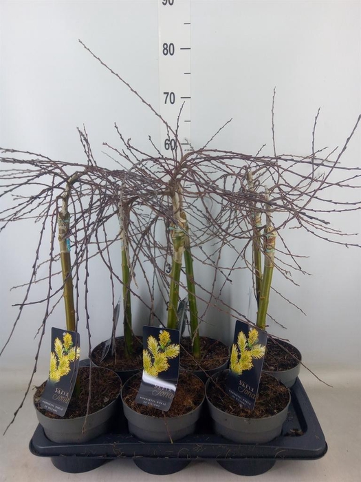 <h4>Salix repens 'Iona'</h4>