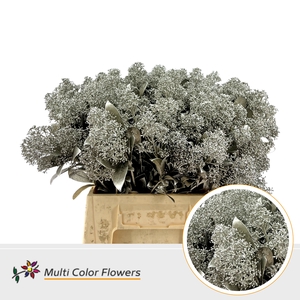 Skimmia Platina