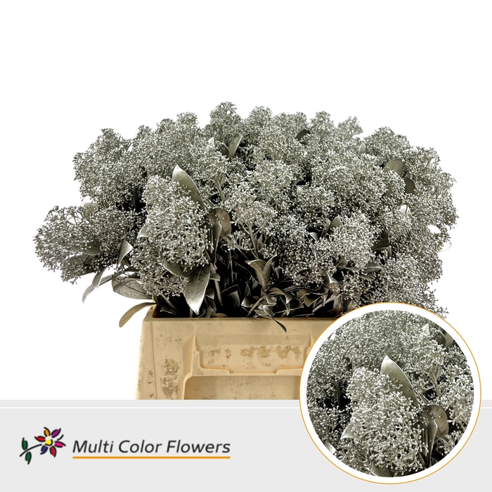 <h4>Skimmia Platina</h4>