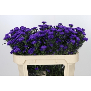 Aster Astee Dark Milka
