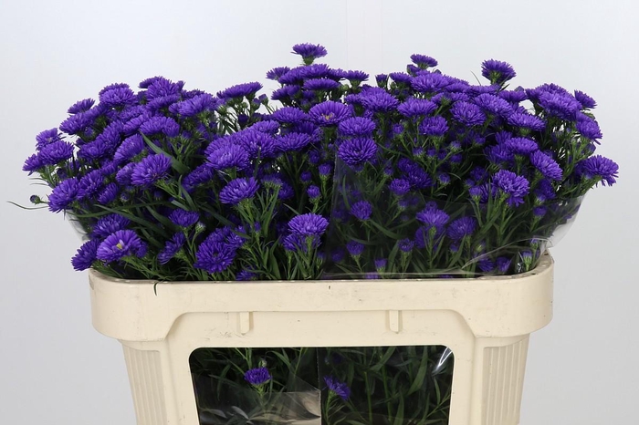 Aster Astee Dark Milka