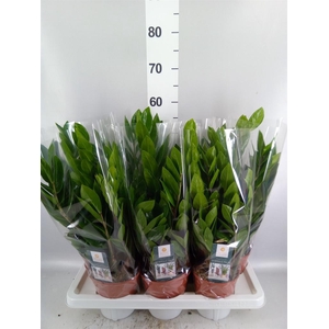 Zamioculcas zamiifolia