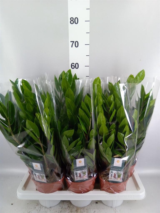Zamioculcas zamiifolia