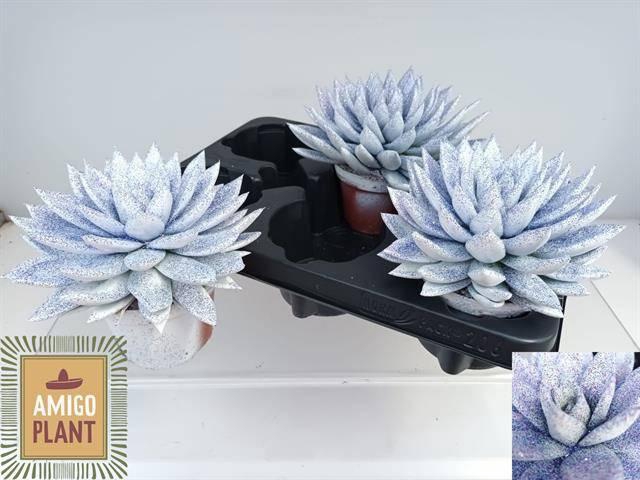 <h4>ECHEV MIRANDA</h4>