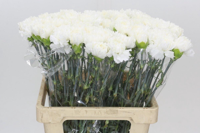 <h4>Dianthus St Holly</h4>