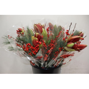 1 Amarylis + 1 Ilex + 1 Pinus