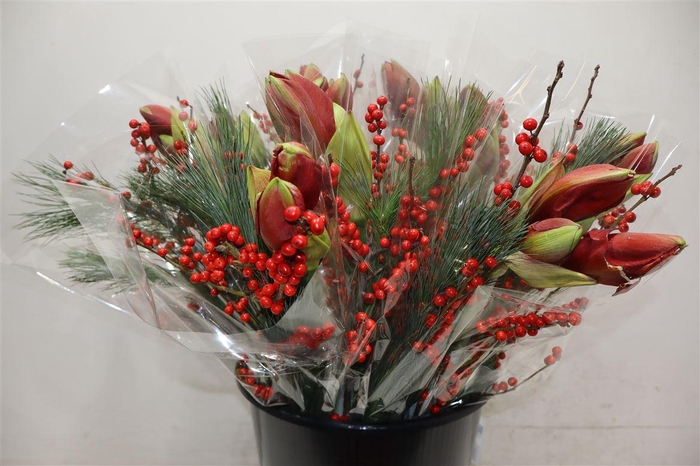 <h4>1 Amarylis + 1 Ilex + 1 Pinus</h4>