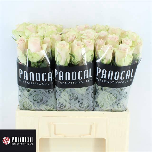 <h4>R GR PINK ATHENA</h4>