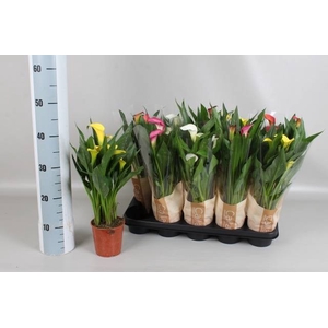 .Zantedeschia gemengd 5 kleuren