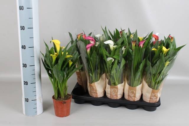 <h4>.Zantedeschia gemengd 5 kleuren</h4>