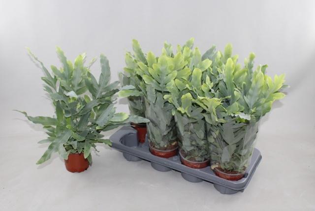 <h4>PHLEBO A BLUE STAR</h4>