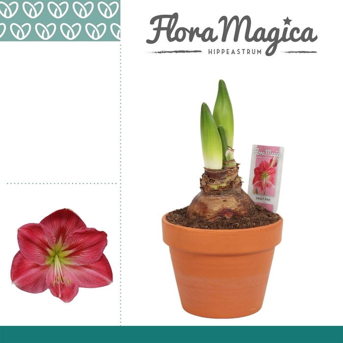 <h4>Amaryllis Sweet Pink 2 Knop Terracotta Steen OP</h4>