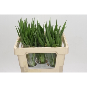 Fritillaria uva-vulpis